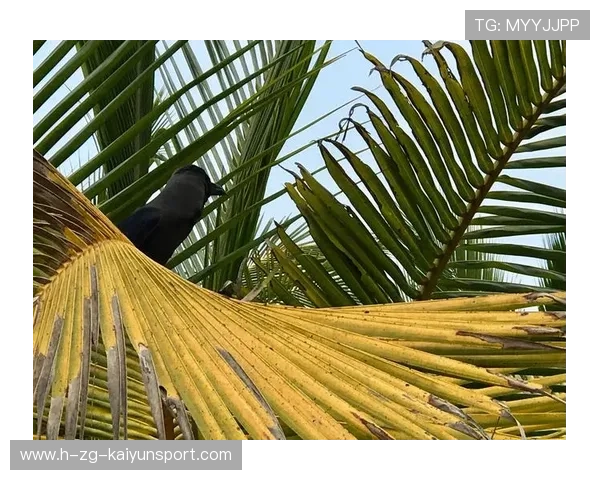 斯里兰卡年轻球员成长迅速，未来可期，斯里兰卡选手